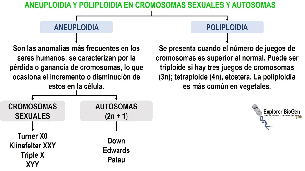 Aneuploidia: anomalías cromosómicas comunes en humanos por ganancia o pérdida de cromosomas. Se diferencia de la poliploidía.