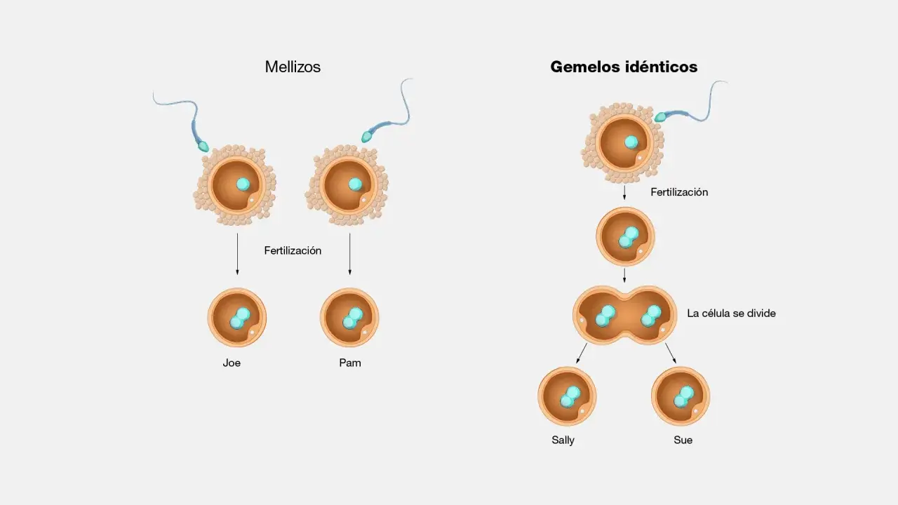 Ilustración de la fertilización de óvulos por espermatozoides, mostrando mellizos y gemelos idénticos.