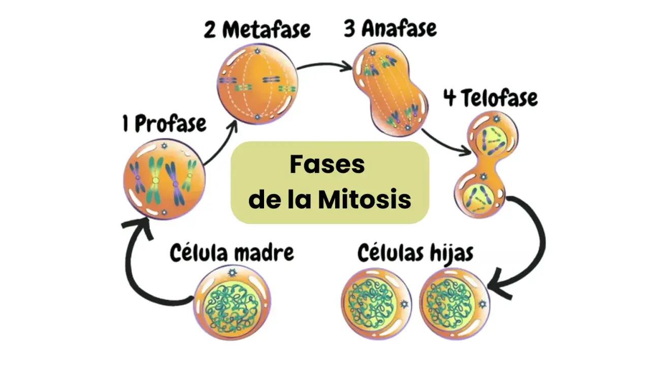 Diagrama del ciclo celular mostrando las fases de la mitosis: profase, metafase, anafase y telofase, culminando en células hijas.