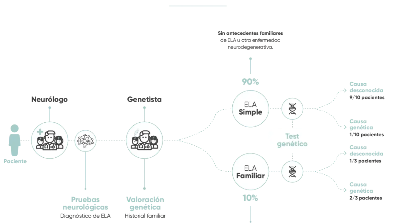 Diagrama del proceso de diagnóstico de ELA, mostrando la diferencia entre ELA Simple y ELA Familiar, con porcentajes y causas genéticas.