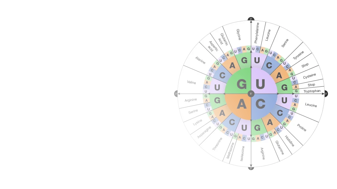 Diagrama circular que muestra las bases nitrogenadas del ADN y ARN, asociando codones con aminoácidos.