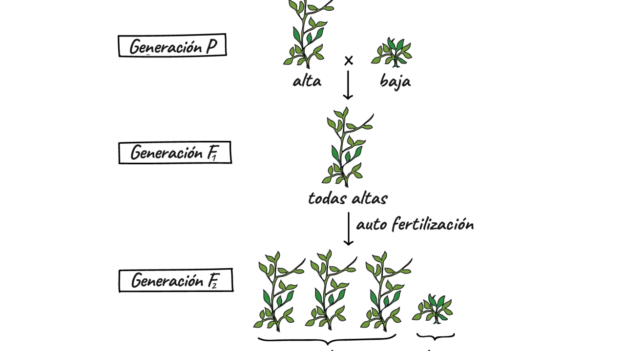 Diagrama de cruce de plantas que ilustra la herencia de genes dominantes y recesivos, mostrando la generación P (alta x baja), F1 (todas altas) y F2 (3 altas, 1 baja).