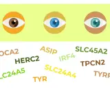 Ojos de diferentes colores (marrón, azul, verde) rodeados de nombres de genes como OCA2, HERC2, ASIP, IRF4, SLC24A5, SLC24A4, SLC45A2, TPCN2, TYR, TYRP1, relacionados con el rasgo de pico de viuda dominante o recesivo.