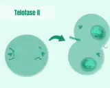 La telofase II muestra la división celular con cromosomas en polos opuestos y citocinesis, formando dos células hijas.