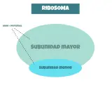 Diagrama de ribosomas, visto en microscopio electrónico, con subunidad mayor y menor, y ARNr + proteínas.
