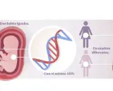 Dos fetos idénticos con el mismo ADN, pero en madres distintas, ilustran la herencia epigenética y cómo influye en características diferentes.