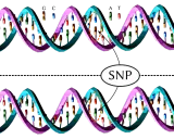 Dos hebras de ADN, una con una variación que representa un SNP (Polimorfismo de Nucleótido Único).