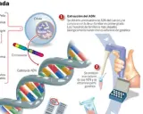 Ilustración sobre ADN y genética, mostrando la extracción, análisis y aplicaciones, incluyendo la importancia de los antecedentes familiares.