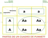 Cuadro de Punnett ilustra la 1 ley de Mendel, mostrando gametos masculinos y femeninos, alelos dominantes y recesivos, y descendencia heterocigota.