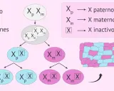 Proceso de inactivación del cromosoma X: un óvulo fecundado con cromosomas X paterno y materno sufre divisiones celulares, llevando a la inactivación aleatoria de uno de ellos, creando un mosaico de células.
