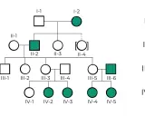 Ejemplos de árbol genealógico mostrando herencia de un rasgo. Círculos representan mujeres, cuadrados hombres. Individuos afectados en verde.