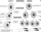 Diagrama de la meiosis femenina y masculina, mostrando la formación de células sexuales: ovocitos y espermatozoides.