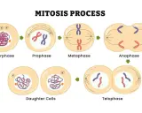 Ilustración del proceso de mitosis: interphase, profase, metafase, anafase y telofase, culminando en células hijas.