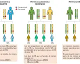 Diagrama ilustra herencia autosómica dominante, recesiva y de novo. Muestra cómo los genes dominantes pueden transmitirse, afectando la descendencia.