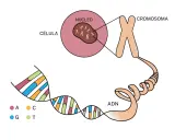 La célula contiene un núcleo con cromosomas, que a su vez contienen ADN. Esto ilustra la base de la diferencia entre genético y hereditario.