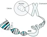 La molécula de la vida, el ADN, se organiza en cromosomas dentro del núcleo de una célula.