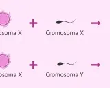 Ilustración del proceso de **determinación del sexo**: óvulo (Cromosoma X) + espermatozoide (Cromosoma X) = Niña; óvulo (Cromosoma X) + espermatozoide (Cromosoma Y) = Niño.