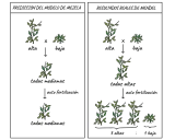 Ilustración de los guisantes de Mendel, mostrando cruces y resultados de plantas altas y bajas, prediciendo mezclas y resultados reales.
