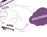 Diagrama del dogma central de la biología: ADN se replica, transcribe a ARN, y este se traduce a proteínas. Incluye transcripción inversa.