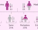 Diagrama muestra cómo las enfermedades se heredan del padre o de la madre. Padre enfermo (XY) y madre portadora (XX) tienen hijos sanos, enfermos o portadores.
