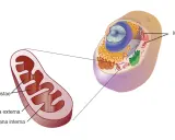 Detalle de una mitocondria, organelo vital en la célula animal, mostrando sus membranas y cristas.