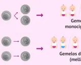 Ilustración de la concepción de gemelos. Los gemelos monocigóticos provienen de un óvulo y un espermatozoide, y pueden ser niño y niña. Los dicigóticos, de dos óvulos y dos espermatozoides.