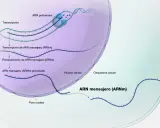 Proceso de transcripción del ADN a ARN mensajero (ARNm) dentro del núcleo celular, seguido de su procesamiento y salida al citoplasma.