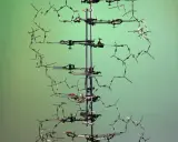Modelo tridimensional de la doble hélice del ADN, un hito en la historia del adn. Muestra la estructura molecular con sus bases nitrogenadas.