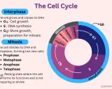 Diagrama del ciclo celular, mostrando la fase G0 como un estado de reposo.