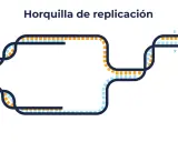 Diagrama de la burbuja de replicación del ADN, mostrando las hebras separándose y nuevas hebras formándose en direcciones opuestas.