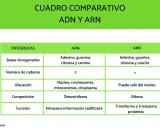 Tabla comparativa ADN y ARN. El ARN, a diferencia del ADN, tiene una sola cadena y uracilo en lugar de timina.