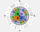 Diagrama circular que ilustra el código genético, mostrando cómo los codones de ARN (secuencias de A, U, C, G) se traducen en aminoácidos.