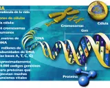 El genoma humano completo se representa con una doble hélice de ADN, cromosomas y una célula, mostrando la base de la vida.