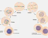 Ilustración de la mitosis: interfase, profase, prometafase, metafase, anafase y telofase, mostrando la división celular.