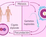 Ciclo de vida humano: adultos diploides pasan por meiosis para formar gametos haploides, que se unen en fecundación para crear un cigoto diploide.