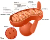 Diagrama detallado de las partes de la mitocondria: membrana externa, espacio intermembrana, membrana interna con crestas, matriz, ribosomas y ADN.