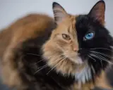 Gato con quimerismo genético, mitad naranja con ojo amarillo, mitad negro con ojo azul.