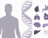 El ADN y órganos humanos, sugiriendo que la genética define qué es un mutante.