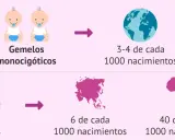 La imagen muestra que tener gemelos dicigóticos es hereditario, con tasas de nacimientos variables por continente.