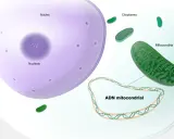 Ilustración de una célula con núcleo, citoplasma y mitocondrias. El ADN mitocondrial, que sirve para la producción de energía, se muestra en un bucle.