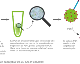 Ilustración conceptual de la PCR en emulsión: fragmentos de ADN con adaptadores se unen a perlas en una emulsión, cada perla actúa como microreactor para amplificación.
