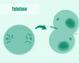 La telofase de la mitosis muestra la división celular con la citocinesis, formando dos células hijas.