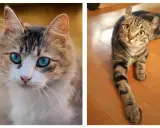 Dos gatos, uno con ojos azules intensos y pelaje atigrado y blanco, el otro atigrado con orejas curiosamente dobladas. Diferencias en el genotipo y fenotipo.