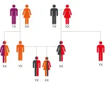 Árbol genealógico que muestra la herencia de rasgos de los bisabuelos. Figuras de personas con colores que representan diferentes combinaciones genéticas.