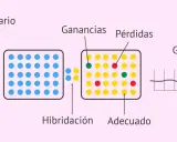 Diagrama de array CGH: ADN embrionario y control se hibridan. Puntos verdes y rojos indican ganancias o pérdidas.