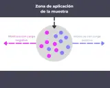 Ilustración que explica que es la electroforesis: moléculas con carga negativa se mueven hacia el polo positivo y las positivas hacia el negativo.