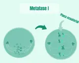 La metafase I muestra cromosomas alineados en la placa ecuatorial, preparándose para la división celular.