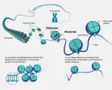 Las histonas son proteínas que empaquetan el ADN en cromatina. El ADN se enrolla alrededor de las histonas formando nucleosomas, que son la base de la estructura cromosómica.
