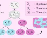 Ilustración del proceso de inactivación del cromosoma X en mujeres, mostrando la herencia de cromosomas X paternos y maternos y su posterior inactivación aleatoria.