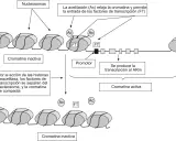 Diagrama ilustra cómo la acetilación (Ac) relaja la cromatina, permitiendo la entrada de factores de transcripción (FT) y la transcripción al ARm. Muestra partes del cromosoma en estados activo e inactivo.